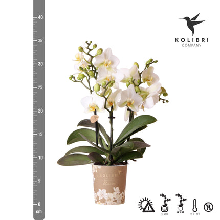 Hvid Phalaenopsis orkidé - Lausanne - Ø9cm - Blomstrende stueplante