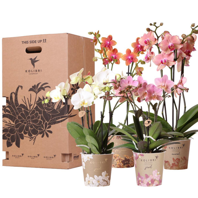 Orchidee - Scatola a sorpresa mista - Scatola di piante - Scatola a sorpresa con 4 orchidee diverse - Ø12cm