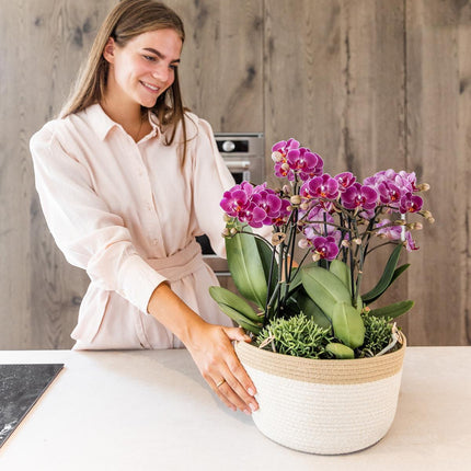 Composizione floreale viola in cestino di cotone con serbatoio d'acqua - Tre orchidee Morelia viola da 9 cm e tre piante Rhipsalis verdi - Bouquet giungla viola con serbatoio d'acqua integrato