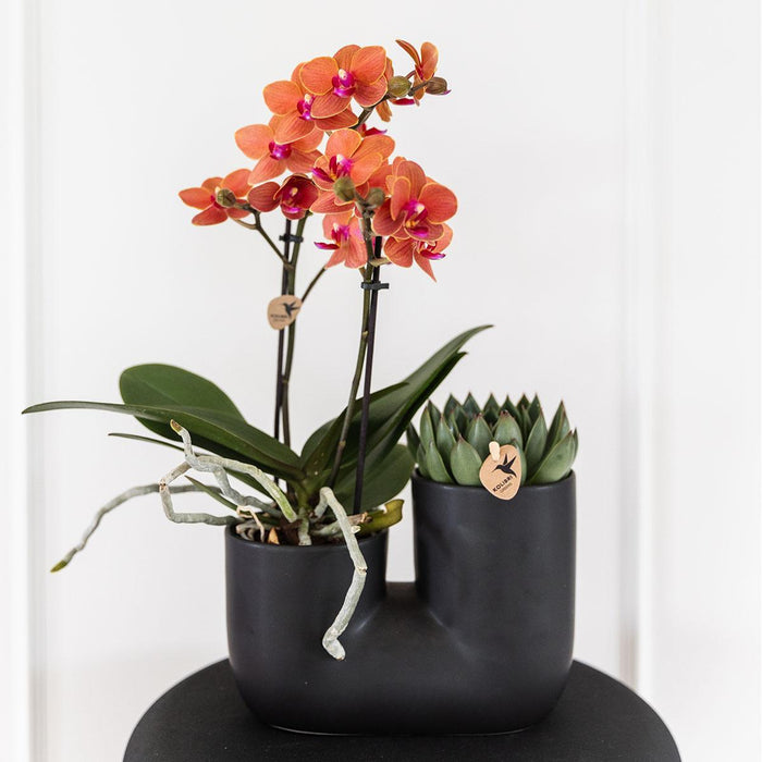 Oranje orchidee Bolzano en succulent in Tube sierpot black - Set - Ø9cm - Bloeiende kamerplant