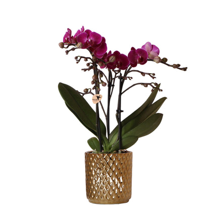 Purpurfarbene Phalaenopsis-Orchidee – Morelia + Diamantförmiger Dekotopf, Gold – Ø 9 cm – ↕ 35 cm – Blühende Zimmerpflanze