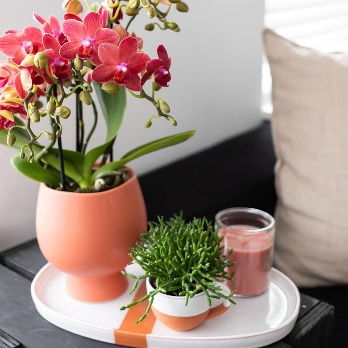 Planten set Scandic - met oranje Phalaenopsis Orchidee en Rhipsalis - incl. keramieken sierpotten | Ø9cm