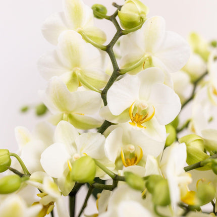 Conjunto de plantas blancas en cesta de algodón con depósito de agua incluido | Tres orquídeas Lausana blancas de 9 cm y tres plantas de Rhipsalis verdes | Ramo de la selva blanco con depósito de agua incorporado