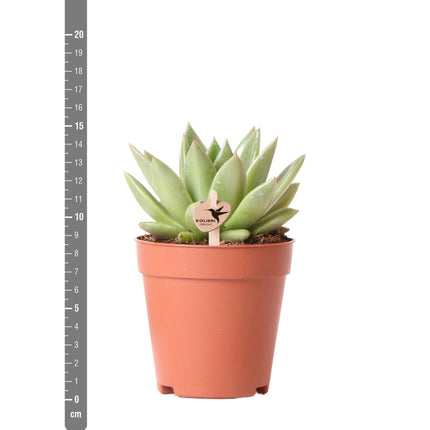 Echeveria Miranda - Succulent plant - Ø9cm - Kolibri Greens