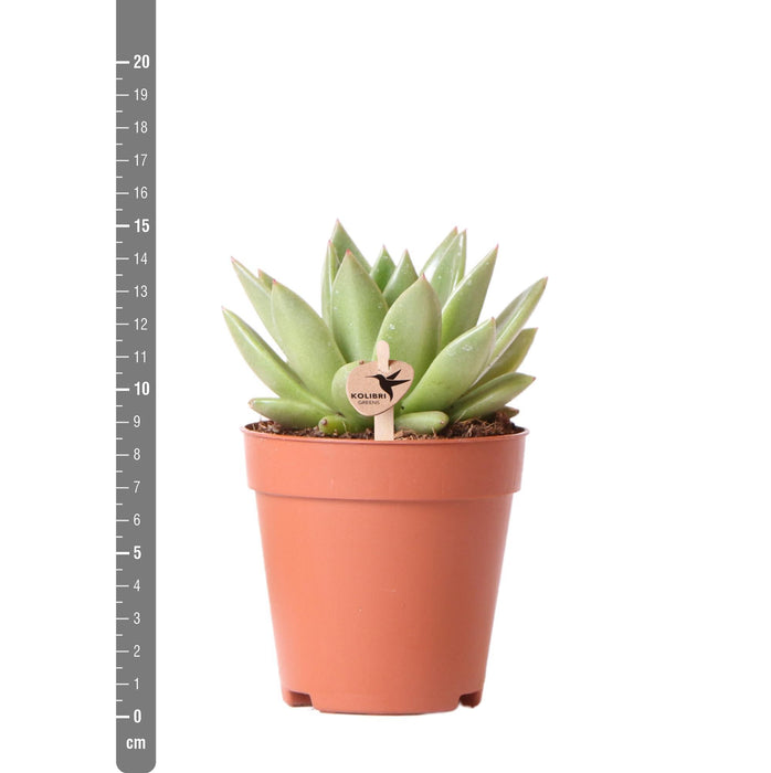 Echeveria Miranda - Vetplant - Ø9cm - Kolibri Greens