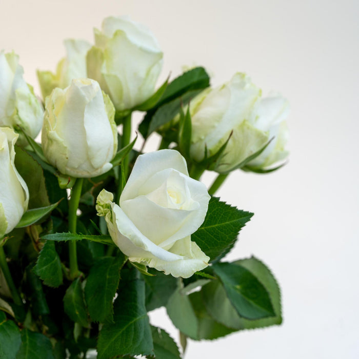Letterbox Roses White - ↕35cm