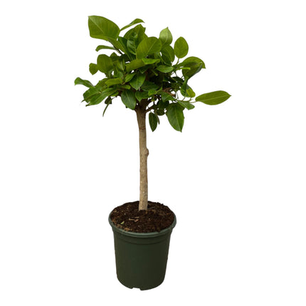 Ficus Altissimo Variegata - ↕100cm - Ø21cm