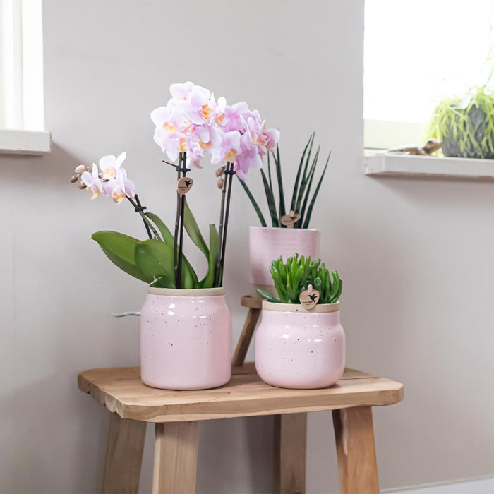 Orchideeën - Surprise box mix - planten voordeel box - Verrassingsbox met 4 verschillende orchideeën