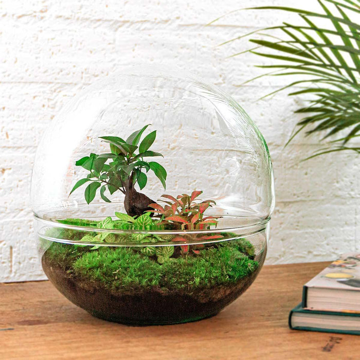 DIY terrarium - Dome XL - Ficus Ginseng Bonsai - ↕30cm - Rake + Shovel