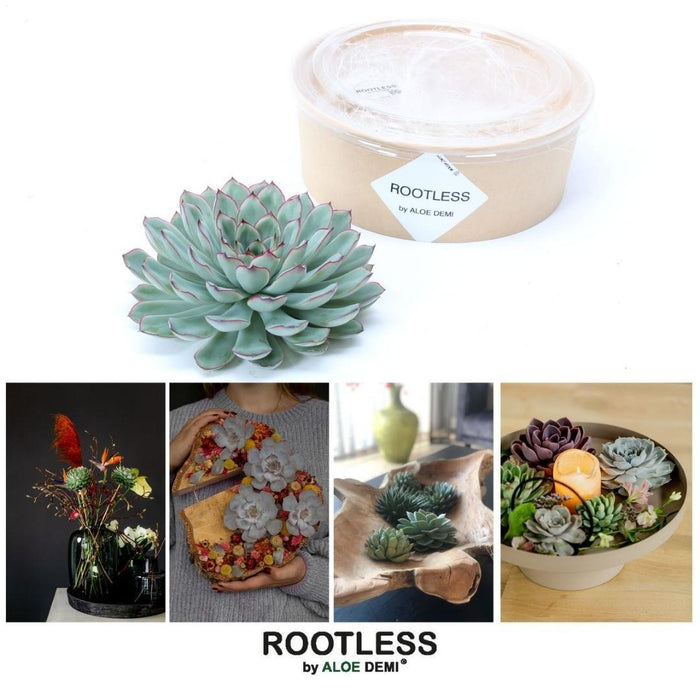 ROOTLESS Succulent Echeveria Pulidonis - ↕5cm - Ø12-14 cm