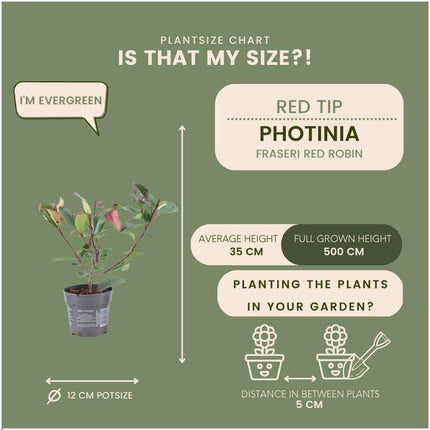 Seto de Photinia fraseri 'Red Robin' - 1 metro - Juego de 6 plantas resistentes para seto - Seto perenne