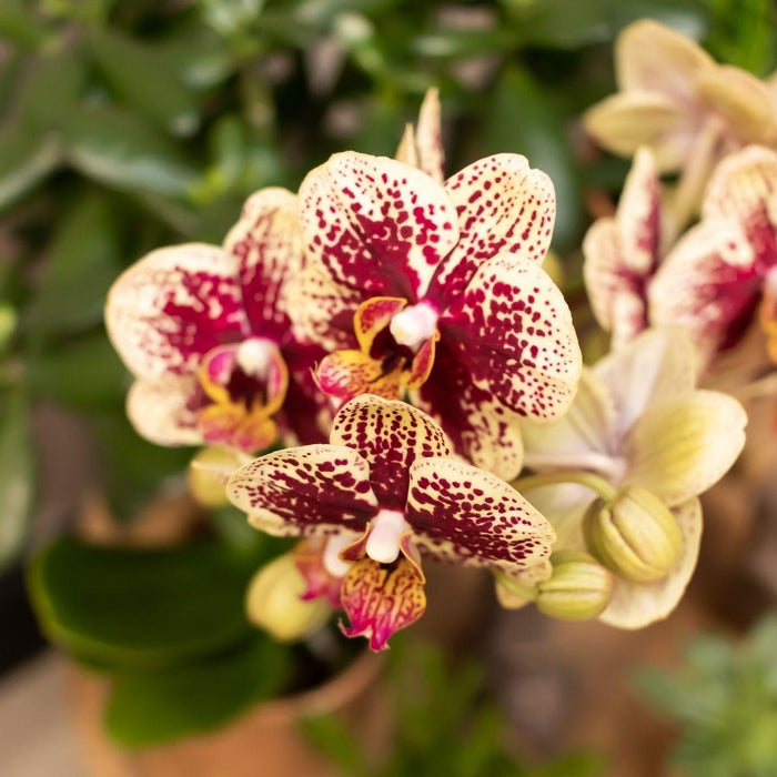 Geel rode Phalaenopsis orchidee - Spain + Glazed sierpot cognac - Ø9cm - ↕40 cm - Bloeiende kamerplant