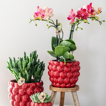 Rote Phalaenopsis-Orchidee – Kongo + Beeren-Übertopf – Ø 9 cm – ↕ 40 cm – Blühende Zimmerpflanze im Blumentopf