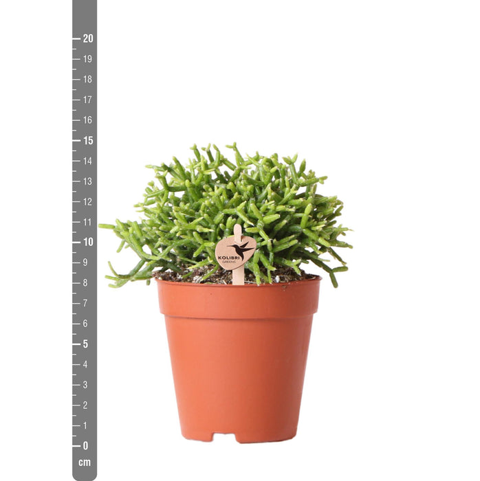 Rhipsalis Cereuscala Gold - Vetplant - Groene kamerplant - Ø9cm - Kolibri Greens