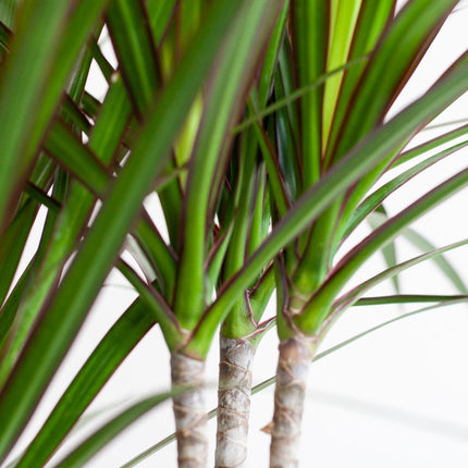 Dracaena Marginata med Hvid Viber - ↕95cm - Ø21cm - Drageplante