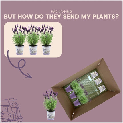 Lavandula stoechas Anouk® in vaso decorativo 'Lavender print' - Ø13cm - Lavanda francese - 3x