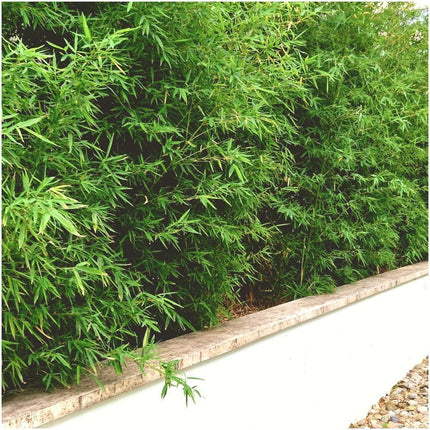 Fargesia Rufa - Bamboe - 3x