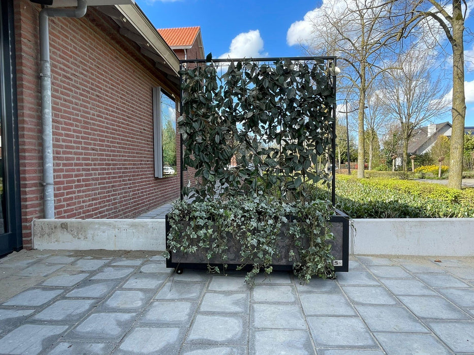 Kant en Klaar Haag - Prunus lusitanica 'Angustifolia' - ↕180cm - 1x