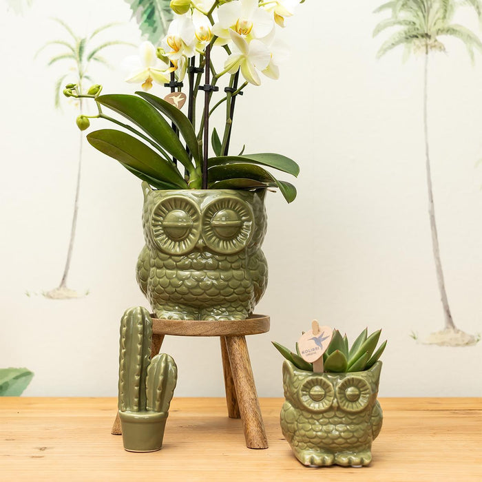 Rhipsalis Baccifera in Owl pot green - Vetplant - Ø9cm - groene kamerplant - Kolibri Greens