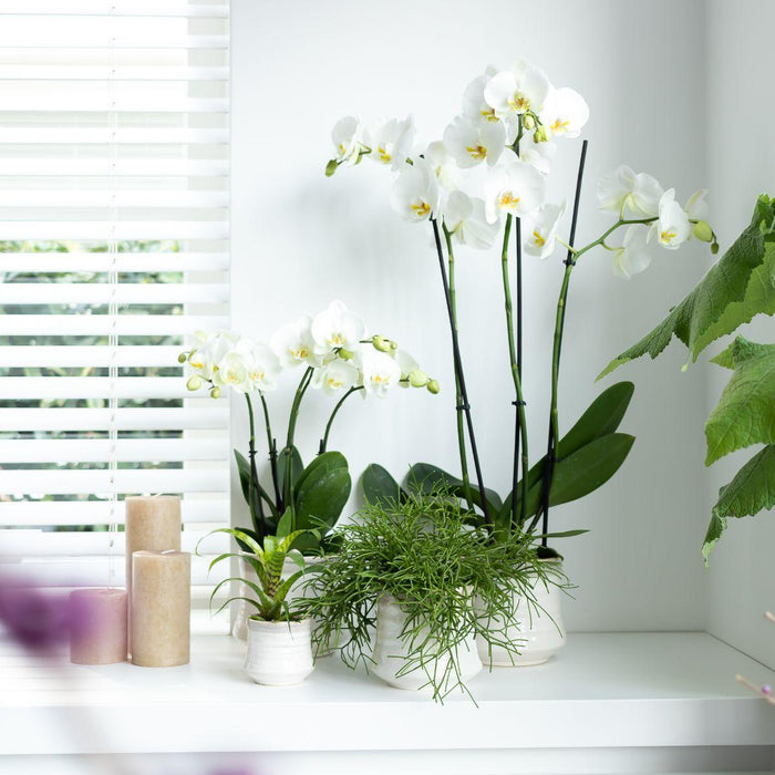 Witte Phalaenopsis orchidee - Dame Blanche - Ø12cm - Bloeiende kamerplant