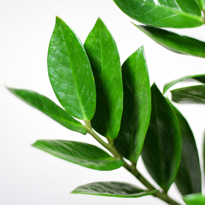 Zamioculcas Zamiifolia - ZZ Plant - met Sofia mand naturel  - ↕80cm - Ø21cm