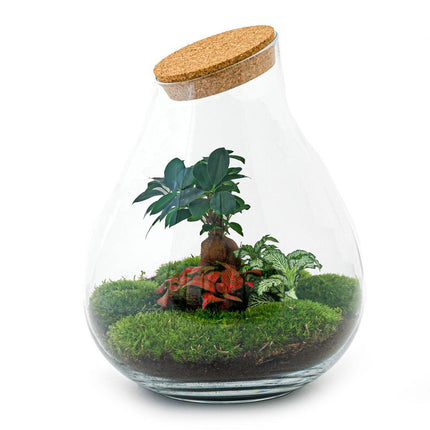 Terrario fai da te - Bonsai Drop XL - ↕37cm - Normale