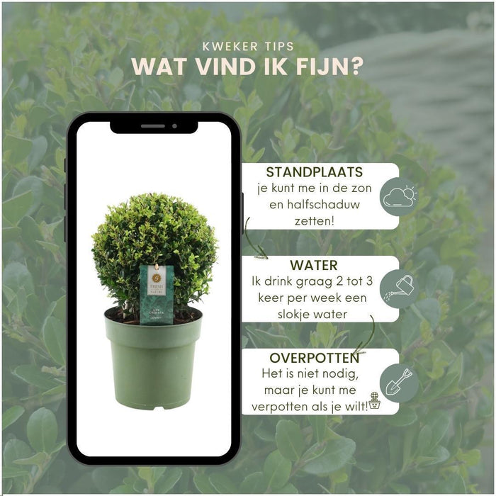 Ilex crenata 'Jenny' bol - ↕30cm - Ø20cm - 2x