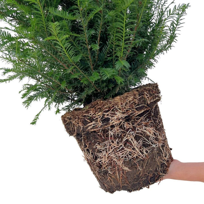 Grote taxus planten voor 10 strekkende meter haag - 12L - 20x - ↕100-125 cm