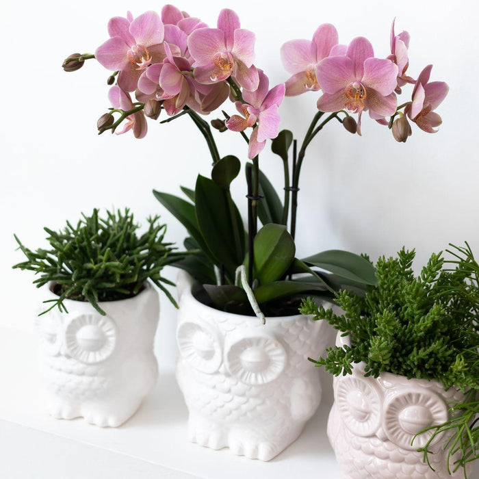 Planten set Owl sierpot wit - Set met Phalaenopsis orchidee Treviso Ø9cm en Groene planten Rhipsalis Ø9cm  | incl. witte keramieken sierpotten