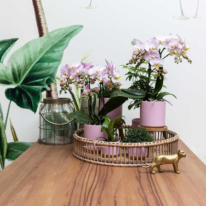 Roze Phalaenopsis orchidee – Andorra + Gold foot sierpot roze – Ø9cm – ↕35cm - Bloeiende kamerplant in bloempot