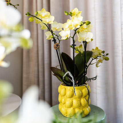 Lemon Flowerpot - Kolibri Home | Citrus pot yellow - Ø9cm