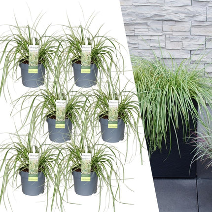 Carex hachijoensis 'Evergold' - Zegge - ↕25cm - Ø14cm - 6x
