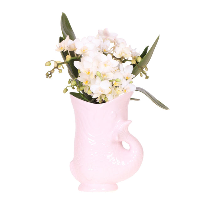 Orchidea bianca 'Nazaré' + vaso a forma di pesce rosa - Ø9cm - Pianta da interno fiorita