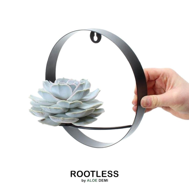 Suculenta sin raíces Echeveria Lilacina sobre soporte de pared negro - ↕20cm - Ø20cm