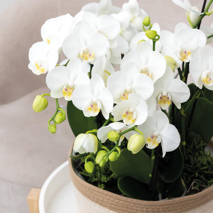 Kolibri Home | Cotton Basket dish wit - Cotton gevlochten schaal met wit detail - Ø30cm