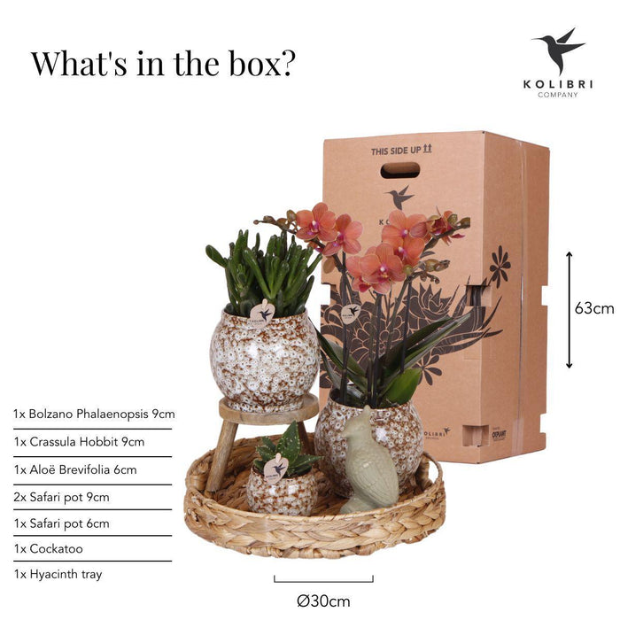 Gift set Untamed Nature | Plantenset met rode Phalaenopsis Orchidee en Succulenten incl. keramieken sierpotten