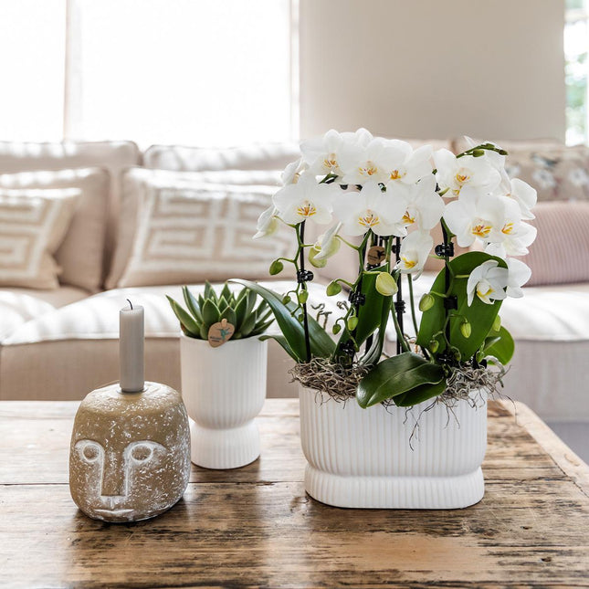 Kolibri Home | Maceta Diabolo blanca - Ø9cm