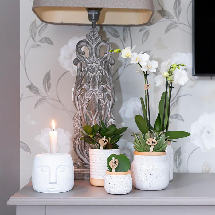 Orchideeën - Surprise box mix - planten voordeel box - Verrassingsbox met 4 verschillende orchideeën