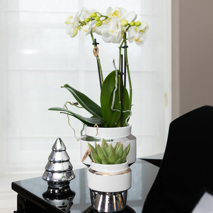 White Phalaenopsis orchid – Amabilis + Le Chic silver decorative pot – Ø9cm – ↕40cm - Flowering houseplant in flowerpot