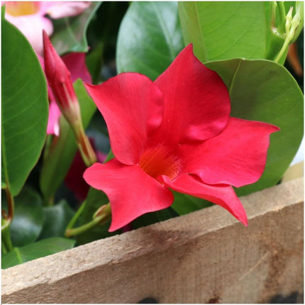 Dipladenia Red - Mandevilla Red - ↕25cm - Ø12cm - 6x