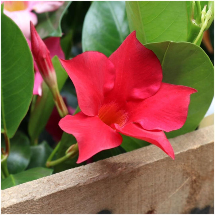 Dipladenia Red - Mandevilla Red - ↕25cm - Ø12cm - 6x