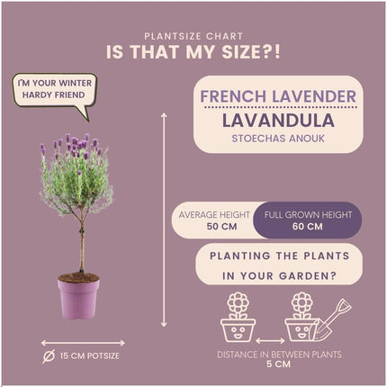 Lavandula stoechas Anouk® su stelo - Ø15cm - Lavanda francese su stelo - 2x