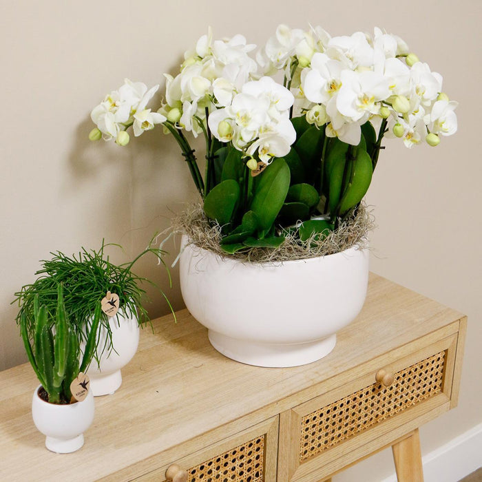 Witte orchideeënset in Scandic dish incl. waterreservoir | drie witte orchideeën Ghent 12cm | Mono Bouquet wit met zelfvoorzienend waterreservoir
