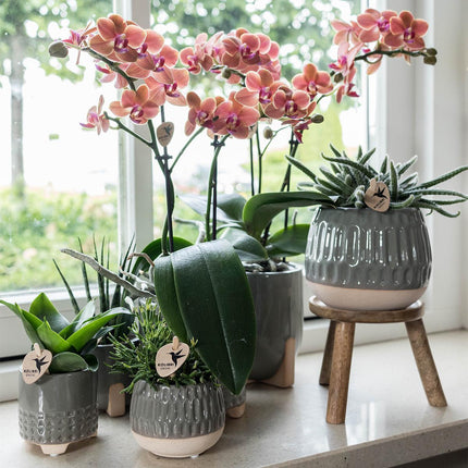 Kolibri Home | Plant Stand - Wooden Plant Riser - Ø12cm