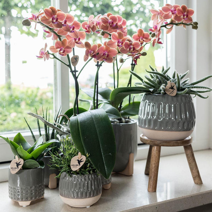 Kolibri Home | Plantenstandaard - Houten planten verhoging - Ø12cm