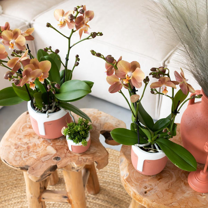 Rhipsalis Mesembryanthemoides - Vetplant - Groene kamerplant - Ø6cm - Kolibri Greens
