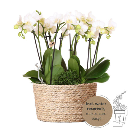 Conjunto de plantas blancas en cesta de junco con depósito de agua incluido | Tres orquídeas Amabilis blancas de 9 cm y tres plantas Rhipsalis verdes | Ramo de la selva blanco con depósito de agua incorporado