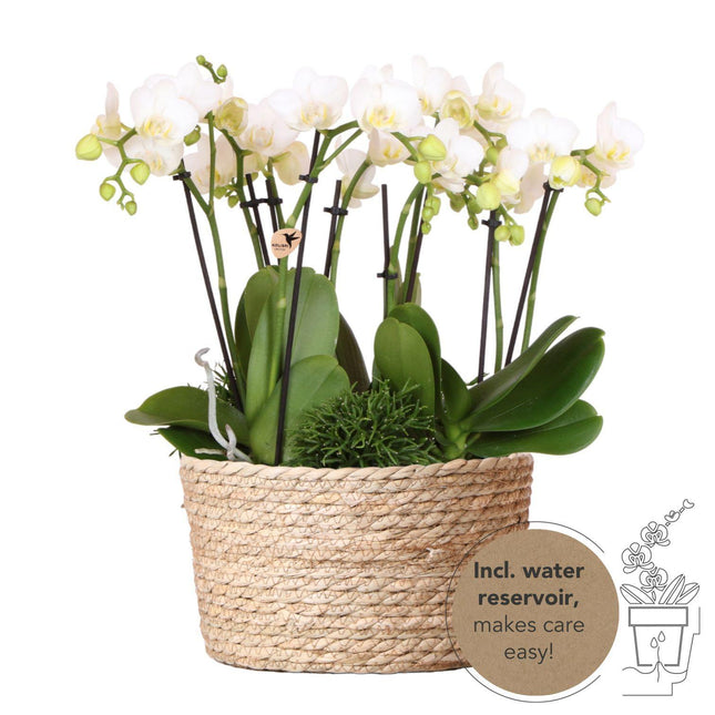 Composizione di piante bianche in cesto di canne con serbatoio d'acqua incluso | tre orchidee Amabilis bianche da 9 cm e tre piante di Rhipsalis verdi | Bouquet Jungle bianco con serbatoio d'acqua integrato