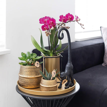 Purpurfarbene Phalaenopsis-Orchideen (Morelia) – 2 Stück – Ø 9 cm – Blühende Zimmerpflanze