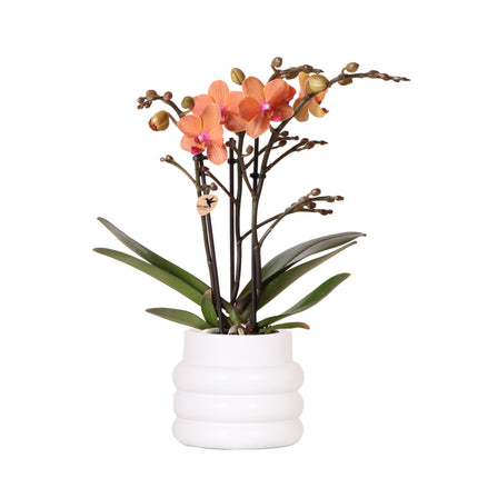 Oranje Phalaenopsis orchidee - Mineral Bolzano + Bubble pot white - Ø9cm - Bloeiende kamerplant
